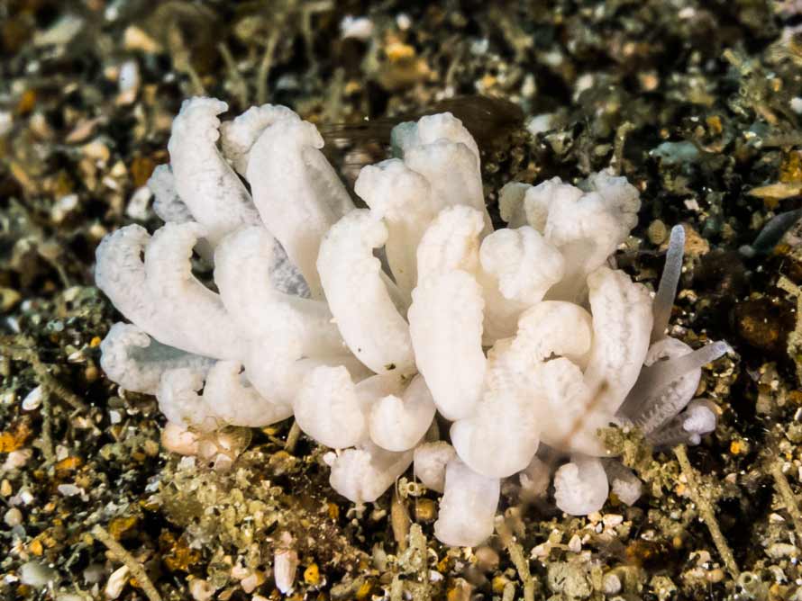 Phyllodesmium lembehensis